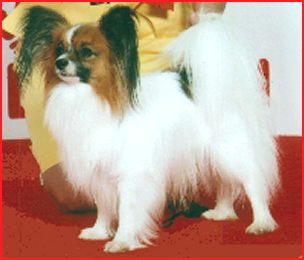 CH. Toymacker's Norton