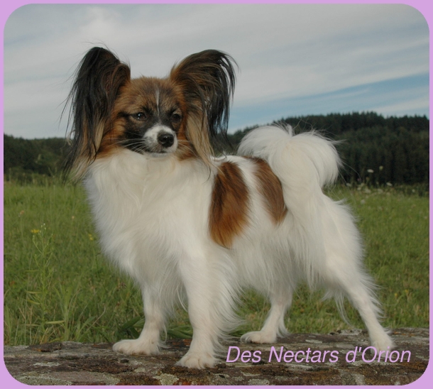 CH. Ghylies baby girl D'Euskadi