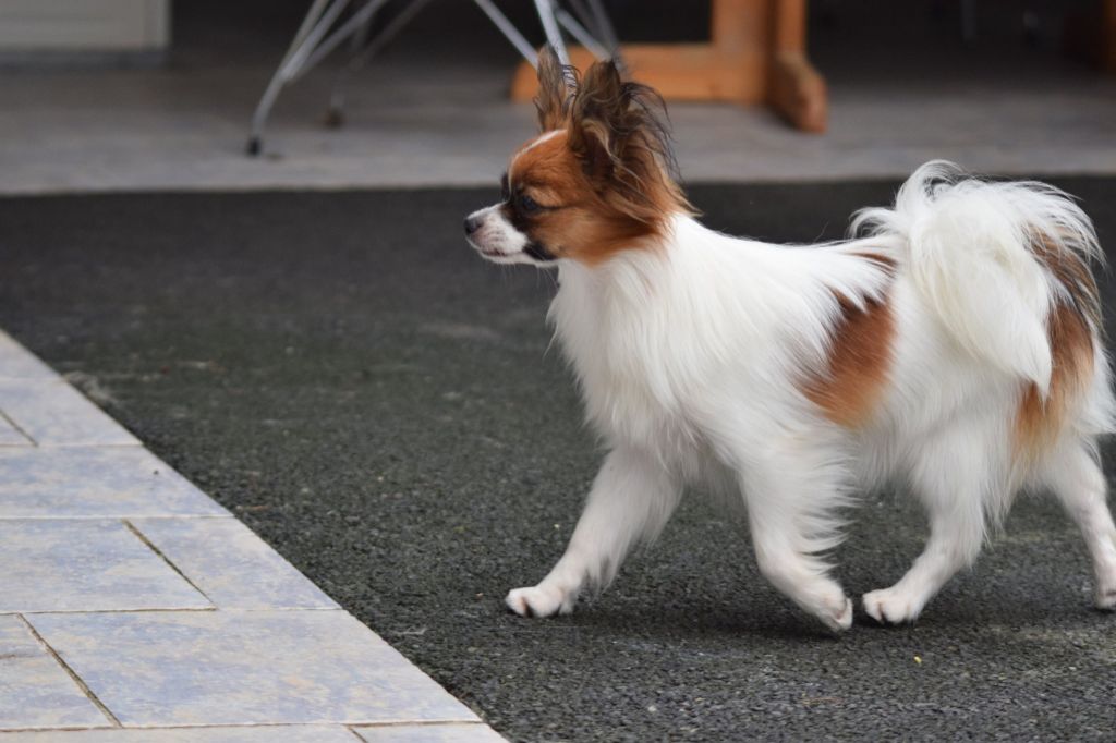 CH. Oolygan baby girl D'Euskadi