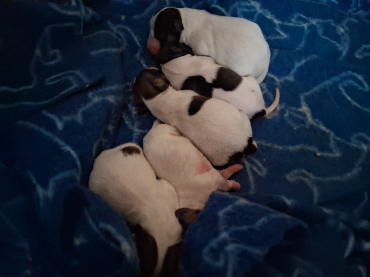 D'Euskadi - Riley est maman à son tour !