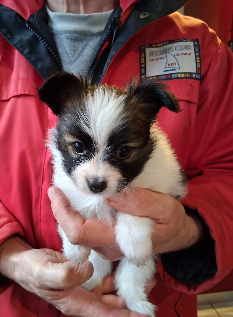 D'Euskadi - Chiots disponibles - Epagneul nain Continental (Papillon)