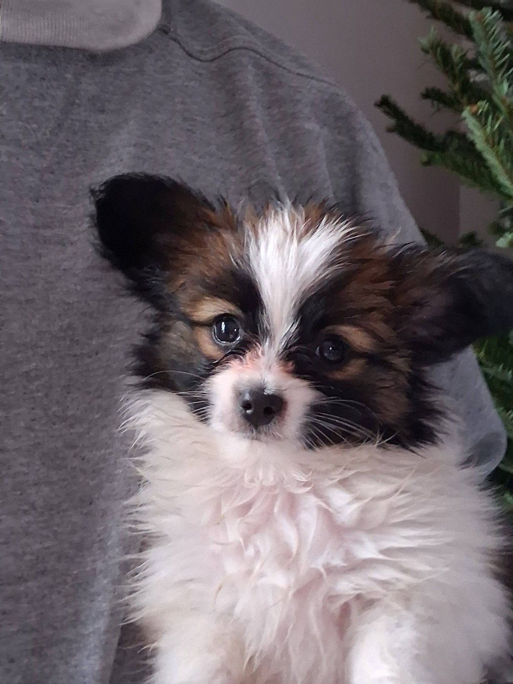 D'Euskadi - Chiots disponibles - Epagneul nain Continental (Papillon)