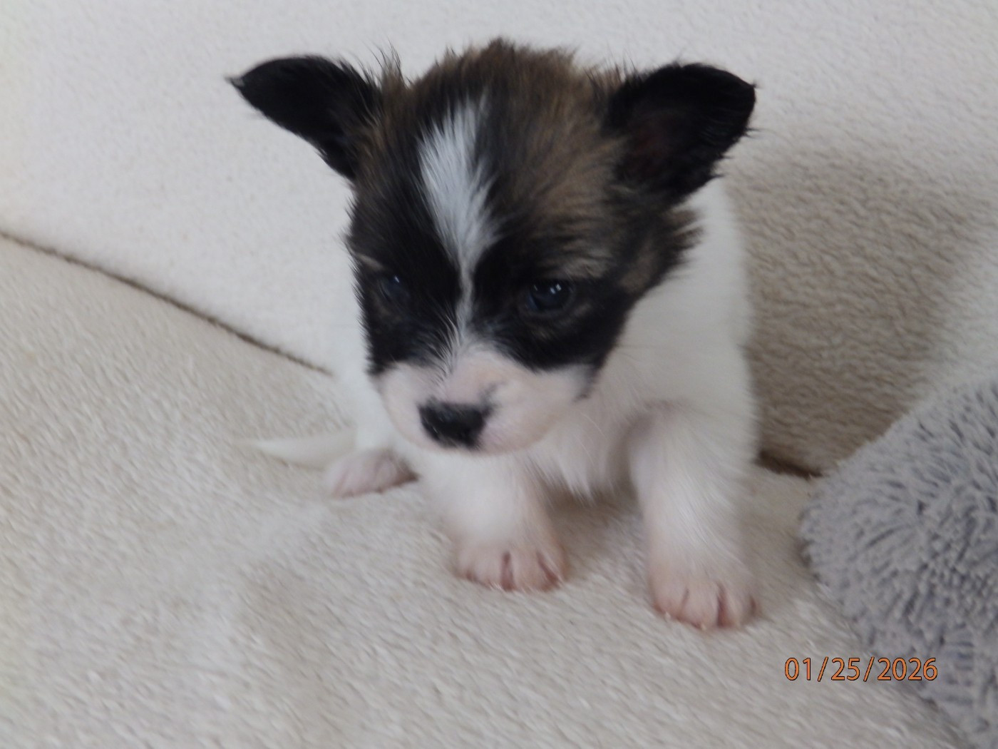 D'Euskadi - Chiots disponibles - Epagneul nain Continental (Papillon)