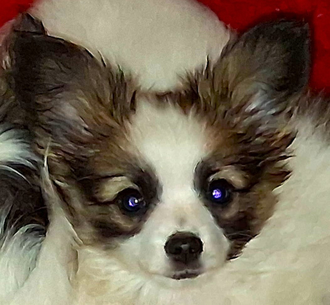 D'Euskadi - Chiots disponibles - Epagneul nain Continental (Papillon)