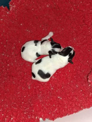 D'Euskadi - Epagneul nain Continental (Papillon) - Portée née le 28/02/2026