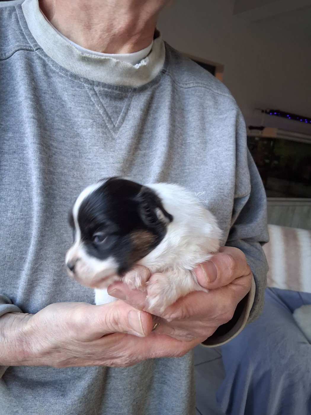 D'Euskadi - Chiots disponibles - Epagneul nain Continental (Papillon)