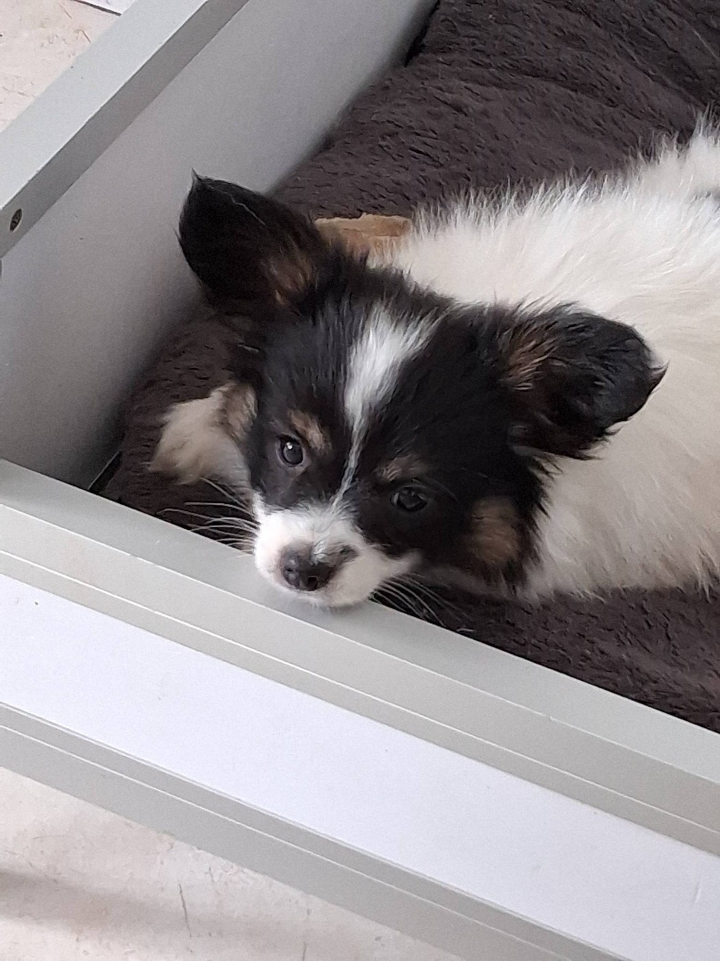 D'Euskadi - Chiots disponibles - Epagneul nain Continental (Papillon)
