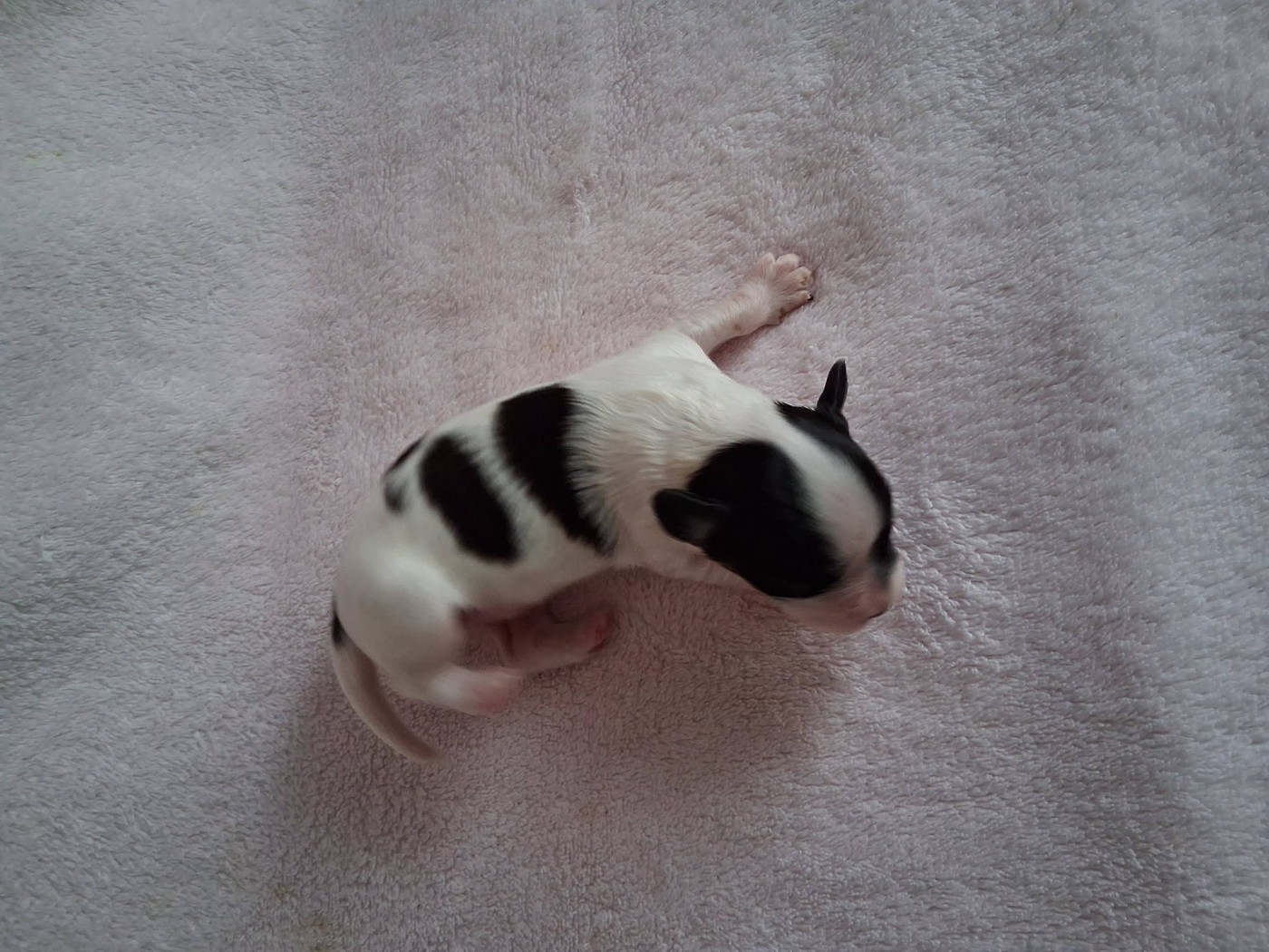 D'Euskadi - Chiots disponibles - Epagneul nain Continental (Papillon)