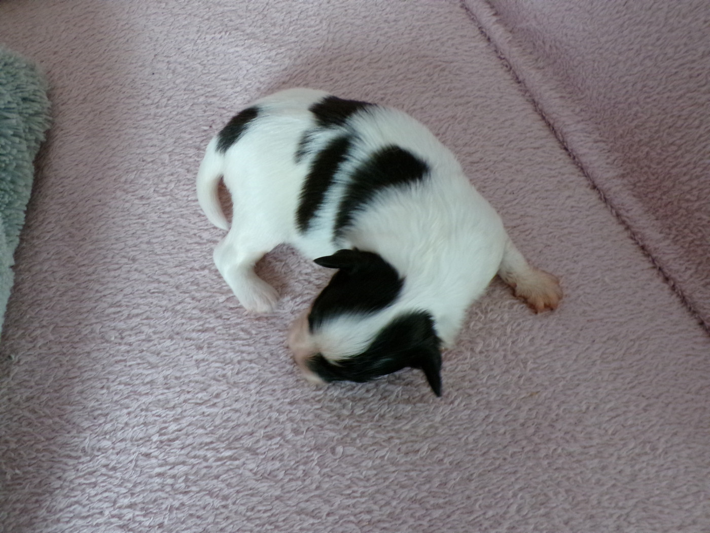 D'Euskadi - Chiots disponibles - Epagneul nain Continental (Papillon)