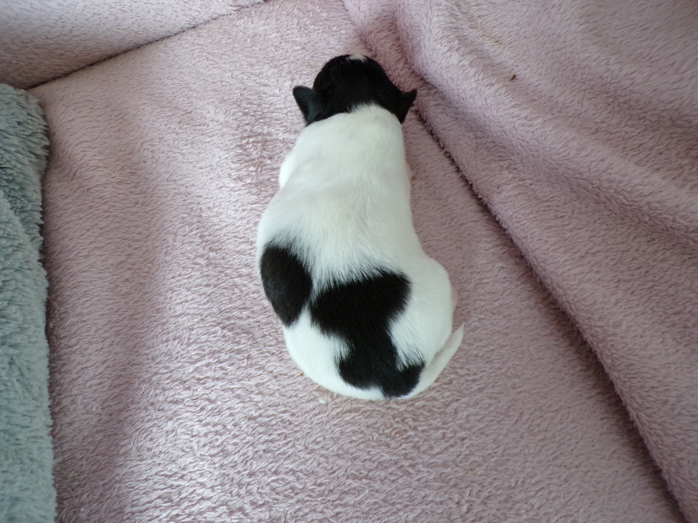 D'Euskadi - Chiots disponibles - Epagneul nain Continental (Papillon)