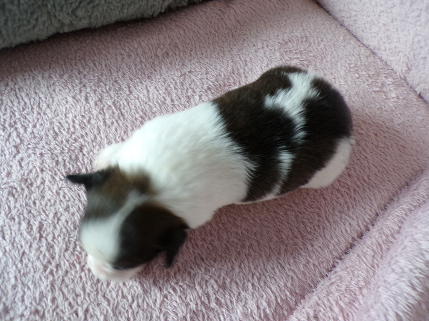 D'Euskadi - Chiots disponibles - Epagneul nain Continental (Papillon)