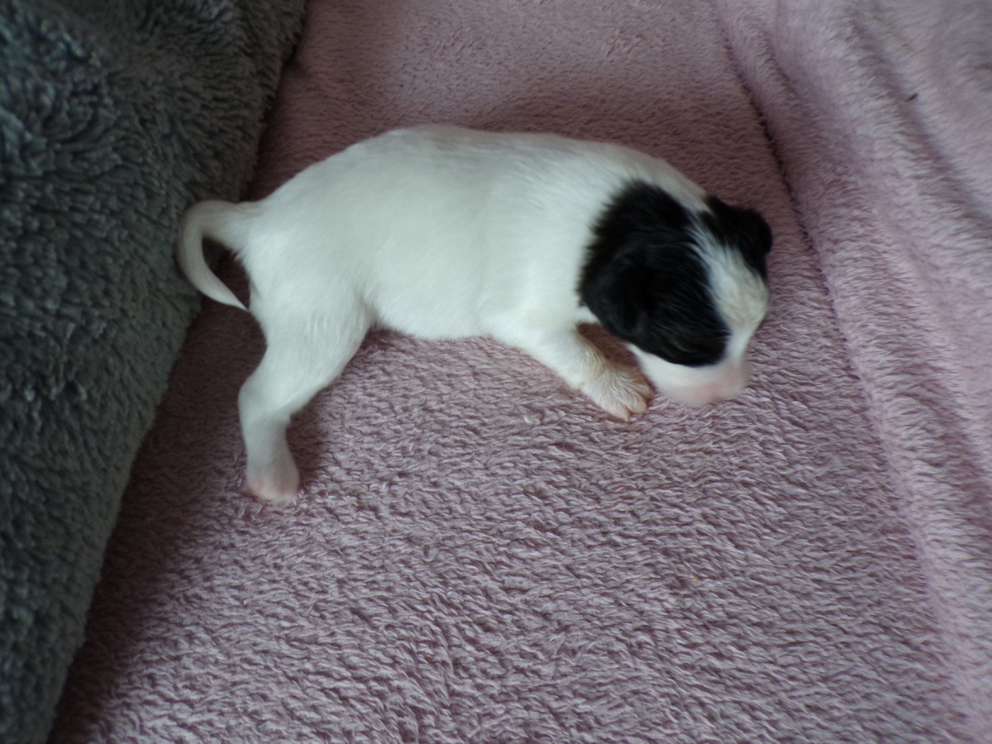 D'Euskadi - Chiots disponibles - Epagneul nain Continental (Papillon)